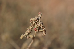 Atriplex halimus