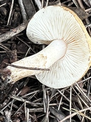 Leucopaxillus gentianeus