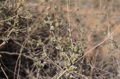 Atriplex halimus