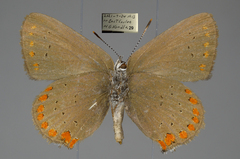 Satyrium titus