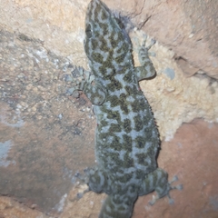Phyllodactylus tuberculosus
