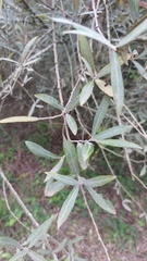 Salix salviifolia