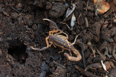 Uroplectes triangulifer