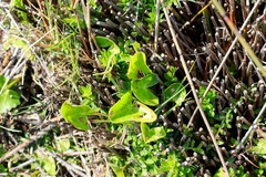 Kedrostis nana
