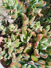 Echeveria