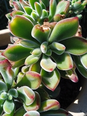 Echeveria