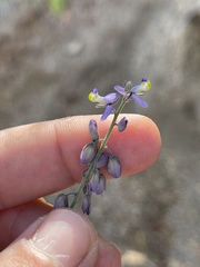 Polygala magdalenae