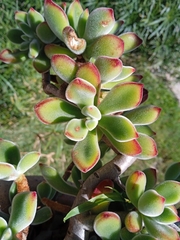 Echeveria