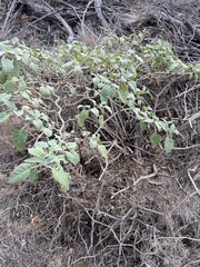 Datura wrightii
