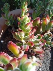Echeveria