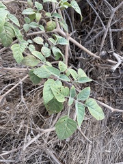 Datura wrightii