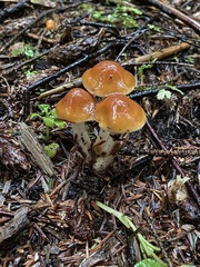Cortinarius causticus