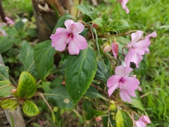 Impatiens walleriana