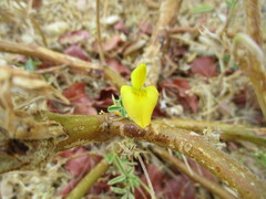 Crotalaria distans