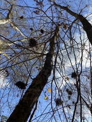 Callirhytis quercuscornigera