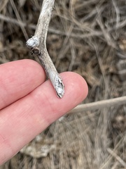 Datura wrightii