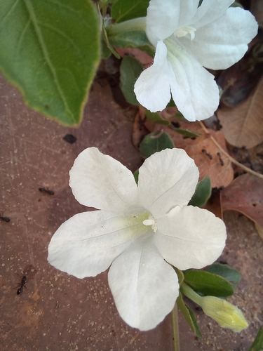 Image of Ruellia patula by no rights reserved