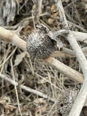 Datura wrightii