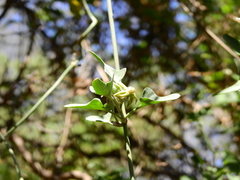 Araujia brachystephana