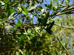 Araujia brachystephana