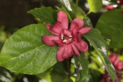 Calycanthus