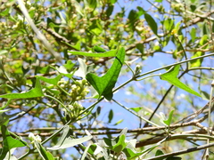 Araujia brachystephana