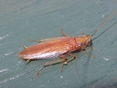 Ectobiidae