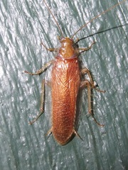 Ectobiidae