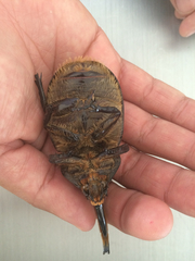Dynastes hyllus