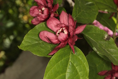 Calycanthus
