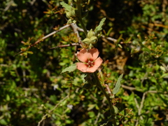 Sphaeralcea bonariensis