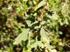 Sphaeralcea bonariensis
