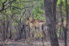 Alcelaphus buselaphus lichtensteinii