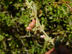Sphaeralcea bonariensis