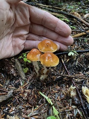 Cortinarius causticus