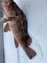 Sebastes auriculatus