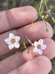 Commicarpus brandegeei