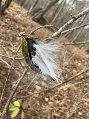 Gonolobus suberosus