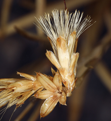 Cuniculotinus gramineus