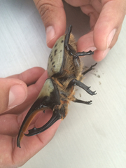 Dynastes hyllus