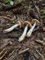 Cortinarius causticus
