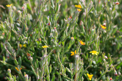 Osteospermum ciliatum