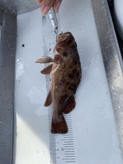 Sebastes auriculatus