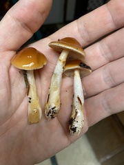 Cortinarius causticus