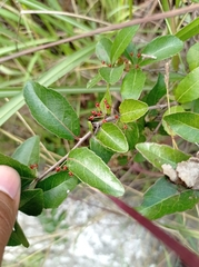 Xylosma flexuosa