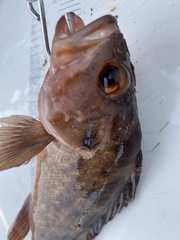 Sebastes auriculatus