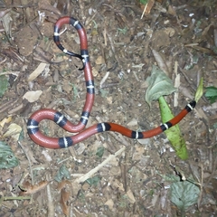 Lampropeltis polyzona