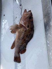 Sebastes auriculatus