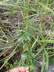 Xylosma flexuosa