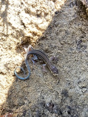 Aspidoscelis sexlineatus